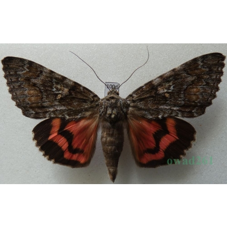 Catocala dilecta (Hübner, 1808) Czech 68mm100d